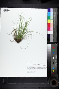 Carex reznicekii image