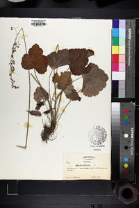 Heuchera americana image