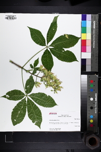 Aesculus glabra image