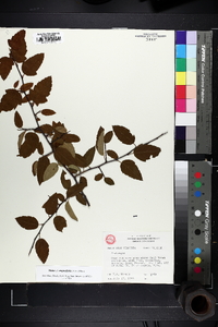 Malus angustifolia image