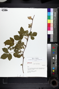 Rubus flagellaris image