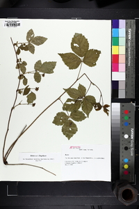 Rubus enslenii image