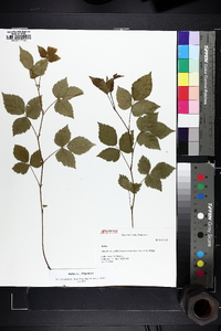 Rubus enslenii image