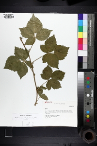 Rubus flagellaris image