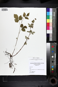 Rubus enslenii image