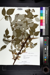 Rubus occidentalis image