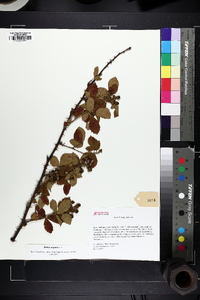 Rubus argutus image