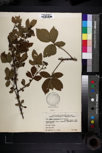 Rubus pensilvanicus image