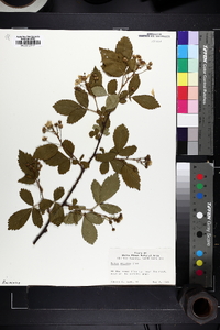 Rubus argutus image