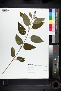 Scutellaria incana image