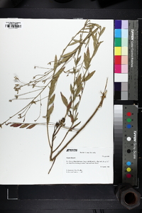 Oenothera gaura image