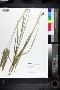 Greeneochloa coarctata image