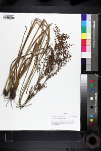 Juncus biflorus image