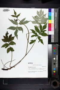 Hydrophyllum virginianum image