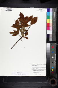 Rubus argutus image