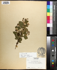 Rubus argutus image