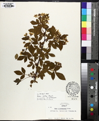Rubus argutus image