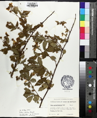 Rubus argutus image