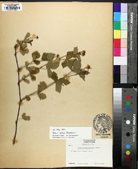 Rubus flagellaris image