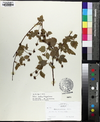 Rubus flagellaris image