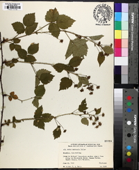 Rubus flagellaris image