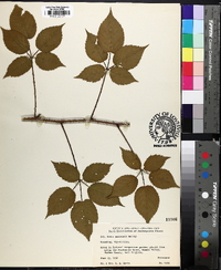 Rubus flagellaris image