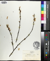 Prunus persica image