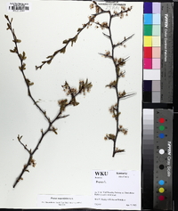 Prunus angustifolia image