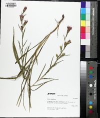 Liatris cylindracea image