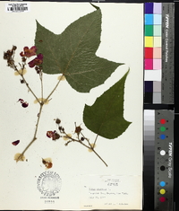 Rubus odoratus image