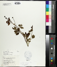 Rubus trivialis image