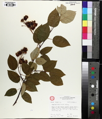 Amelanchier laevis image