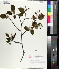 Amelanchier laevis image