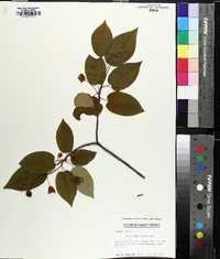 Amelanchier laevis image