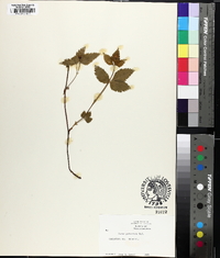 Rubus pubescens image