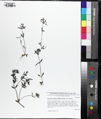 Houstonia canadensis image