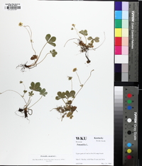 Potentilla canadensis image