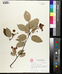 Amelanchier laevis image