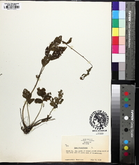 Geum virginianum image