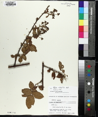 Rubus argutus image