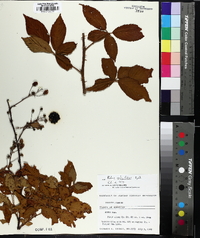 Rubus argutus image