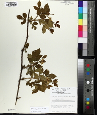 Rubus flagellaris image