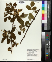 Rubus argutus image