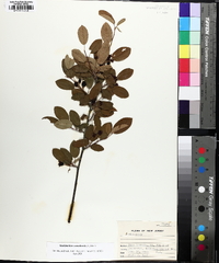 Amelanchier canadensis image