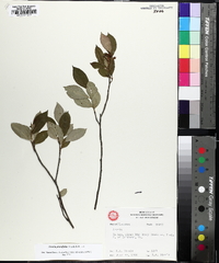 Aronia × prunifolia image