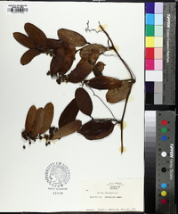 Smilax laurifolia image