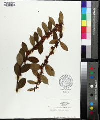 Lyonia lucida image