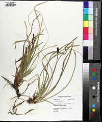 Carex picta image