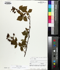 Rubus argutus image