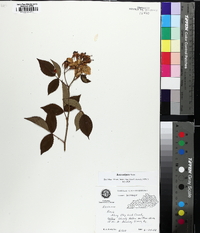 Rosa setigera image